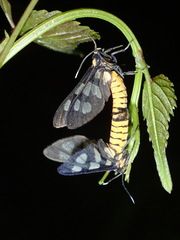 Amata germana