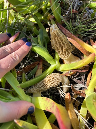 iNaturalist observation photo of Woodchip Morel