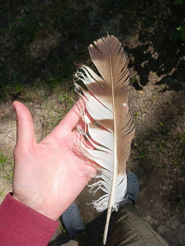 Plume de Circaète Jean-le-blanc