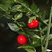Ruscus - Photo (c) Don Loarie,  זכויות יוצרים חלקיות (CC BY)