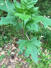 Smallanthus uvedalia