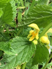 Lamium galeobdolon montanum
