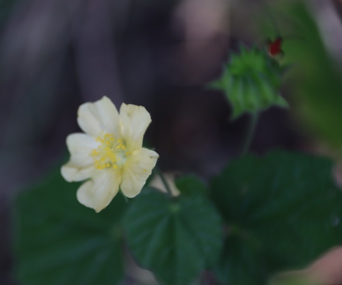 Abutilon sonneratianum (Abutilon sonneratianum)