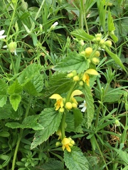 Lamium galeobdolon montanum