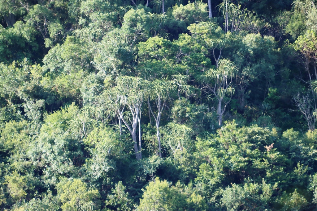 Aloidendron barberae, from Along Manzana River Road, Route 6 Klipdrift, Bivane Dam Nature Reserve