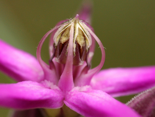 Raphionacme chimanimaniana