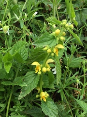 Lamium galeobdolon montanum
