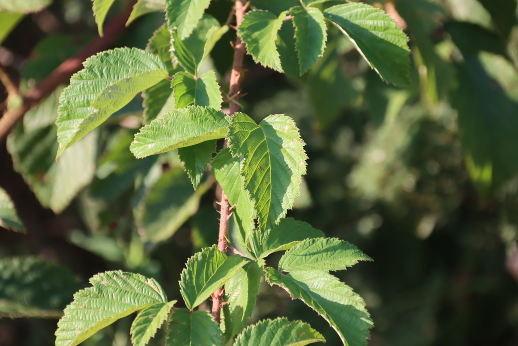 Common Bramble from Along Manzana River Road, Route 6 Klipdrift, Bivane ...