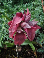 Serapias cordigera