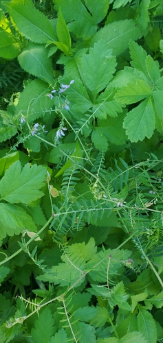Image of Vicia palaestina by (c) Mitch Van Dyke, some rights reserved (CC BY)