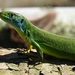 Western Green Lizard - Photo no rights reserved, uploaded by Francesco Cecere