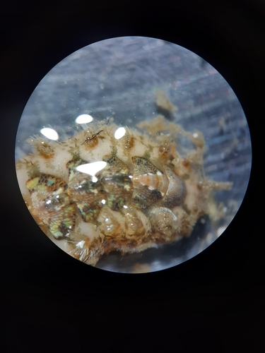 Acanthochitona oblonga