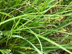 Carex muricata