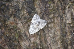 Barasa acronyctoides