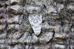 Barasa acronyctoides