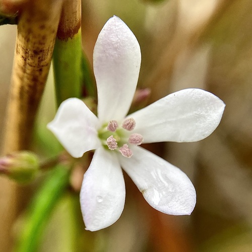 Billardiera laxiflora (Billardiera laxiflora)