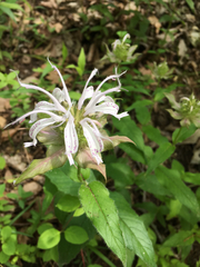 Monarda bradburiana