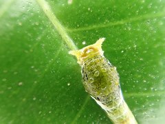 Papilio castor formosanus