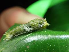 Papilio castor formosanus