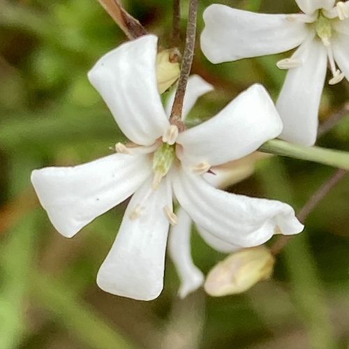 Billardiera laxiflora (Billardiera laxiflora)