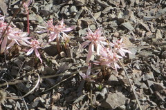 Euphorbia radians