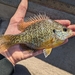 Pumpkinseed × Bluegill - Photo (c) qfc79, some rights reserved (CC BY), uploaded by qfc79