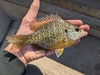 Pumpkinseed × Bluegill - Photo (c) qfc79, some rights reserved (CC BY), uploaded by qfc79