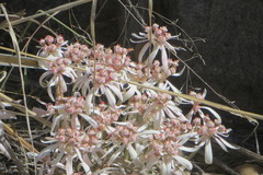 Euphorbia radians