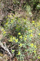 Euphorbia spinosa