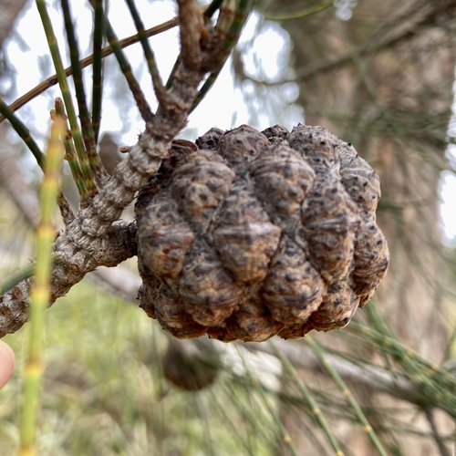 Allocasuarina fraseriana (Allocasuarina fraseriana)