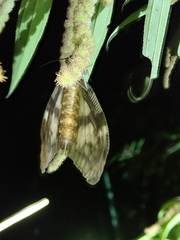 Neochauliodes