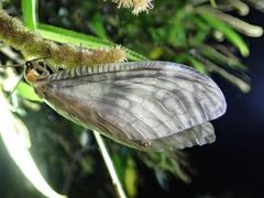 Neochauliodes