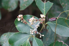 Turpinia ternata
