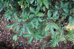 Turpinia ternata