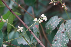 Turpinia ternata