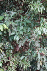 Turpinia ternata