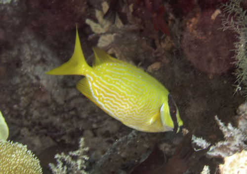 Bluelined rabbitfish (Siganus puellus) — Siganidae — 2