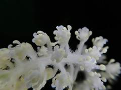Saururus chinensis