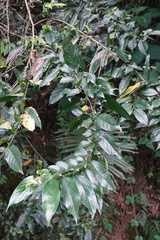 Rhamnus formosana