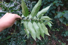 Rhamnus formosana