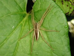 Dolomedes sulfureus