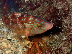 Corkwing Wrasse photo 4