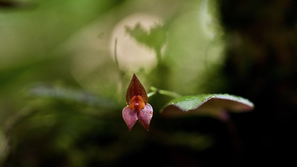 Lepanthes wrightii