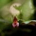 Lepanthes wrightii - Photo (c) Roberto Jovel, some rights reserved (CC BY-NC), uploaded by Roberto Jovel