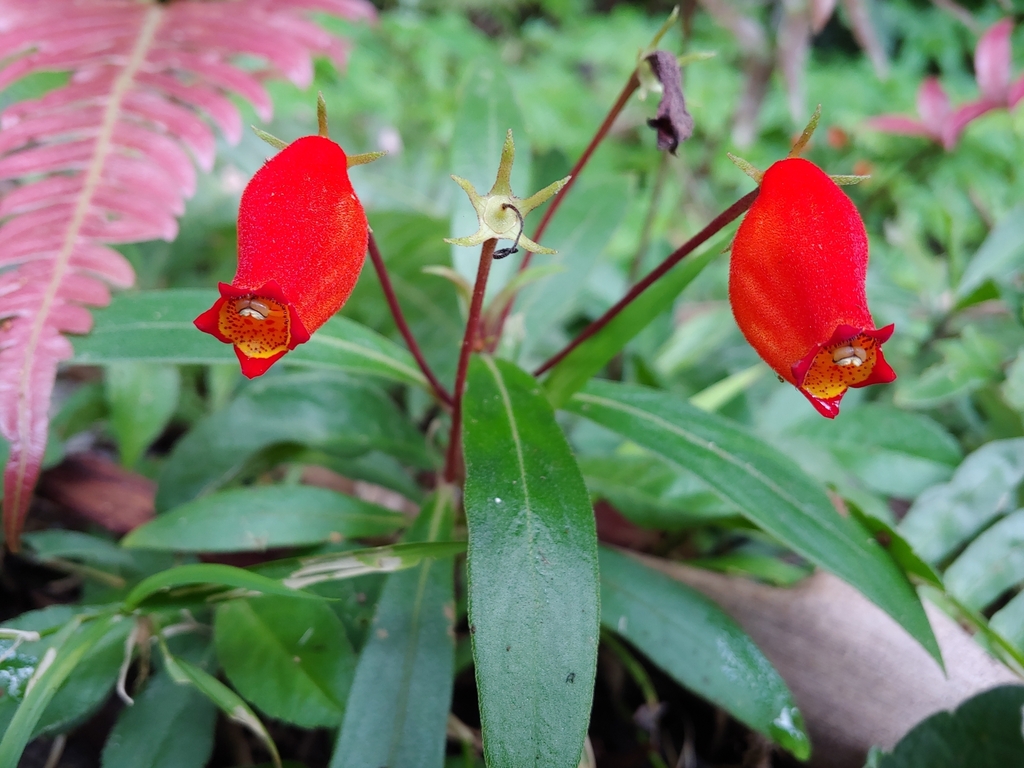 Seemannia sylvatica, Villalba Arriba, Villalba 00766, Puerto Rico