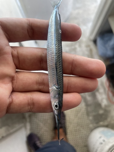 California halfbeak (Hyporhamphus rosae) — Hemiramphidae