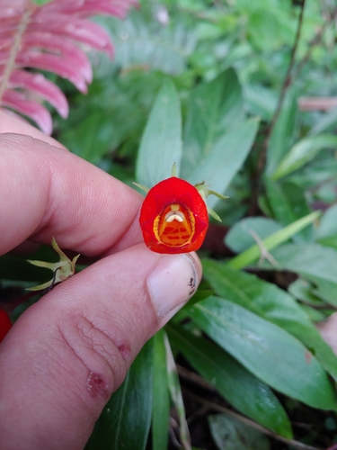 Seemannia sylvatica