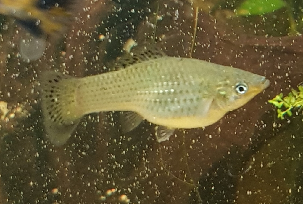 Catemaco platyfish (Xiphophorus milleri) — Poeciliidae