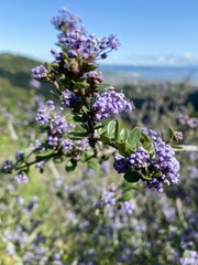 Ceanothus cuneatus var. ramulosus