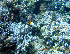 Cetoscarus bicolor